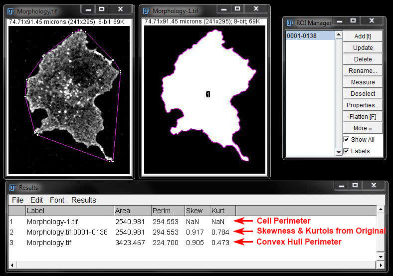 Fiji Measurements Examples – Fiji Intermediate Image Measurements – YZIP